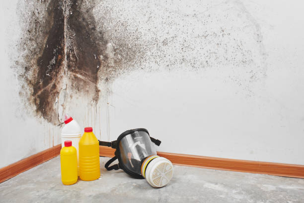 Best Mold Remediation Services  in Mount Sterling, OH