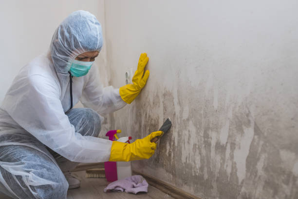 Best Fast Mold Removal  in Mount Sterling, OH