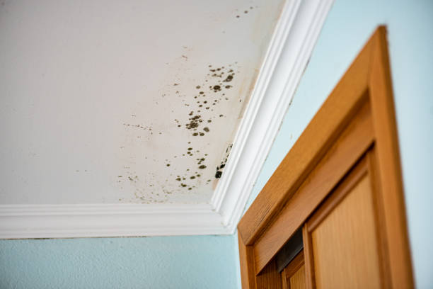 Best Same-Day Mold Removal  in Mount Sterling, OH