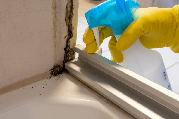 Professional Mold Removal in Mount Sterling, OH