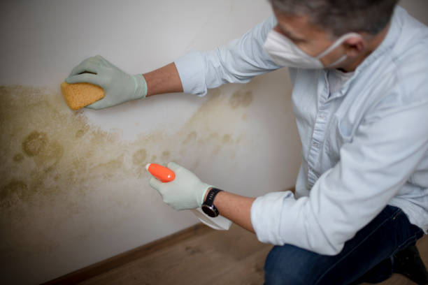 Best Best Mold Removal Companies  in Mount Sterling, OH