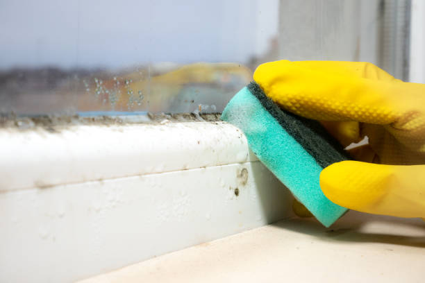 Best Residential Mold Removal  in Mount Sterling, OH
