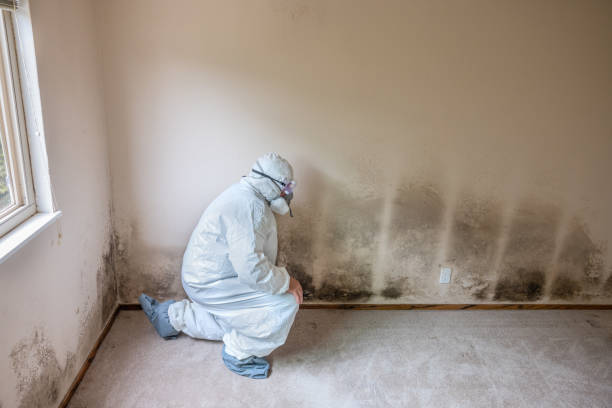 Best Mold Remediation  in Mount Sterling, OH