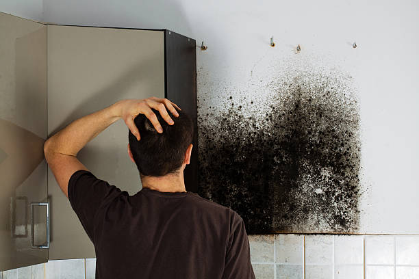 Best Toxic Mold Removal  in Mount Sterling, OH